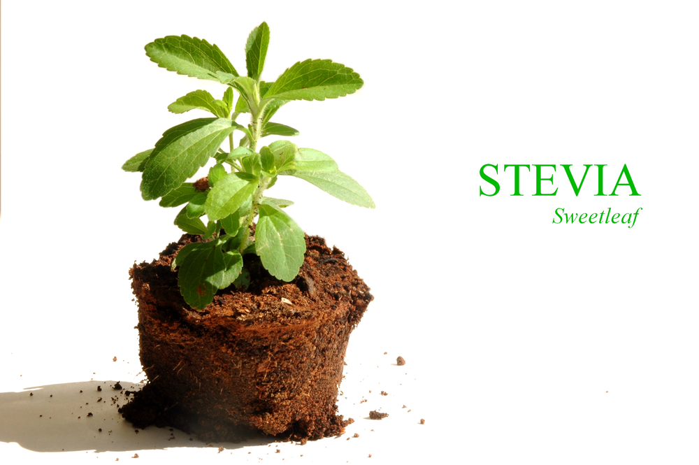 STEVIA PLANT